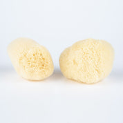 Two natural sponges on a light gray background