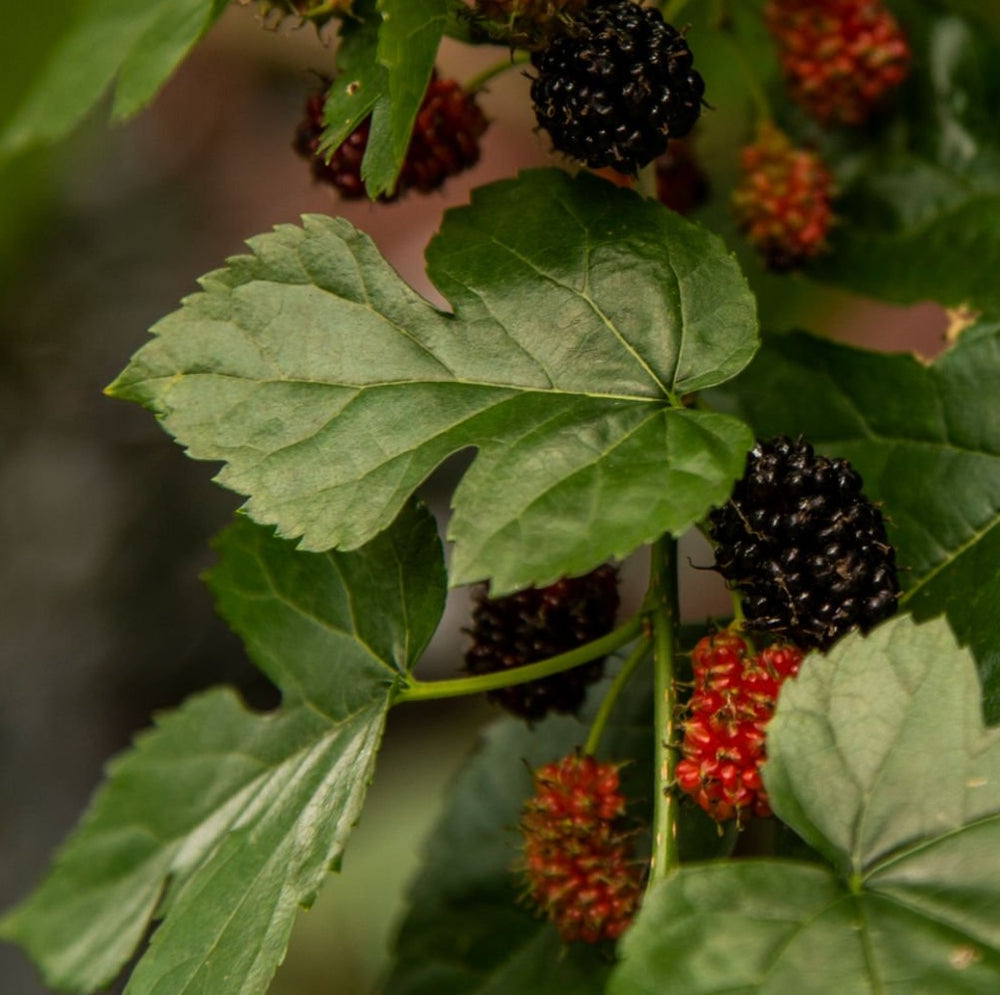 Mulberry Leaf Extract