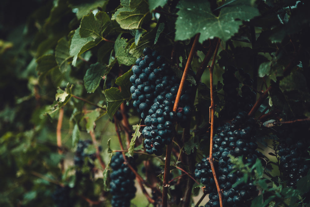 Cold-Pressed Grapeseed Oil from Napa Valley