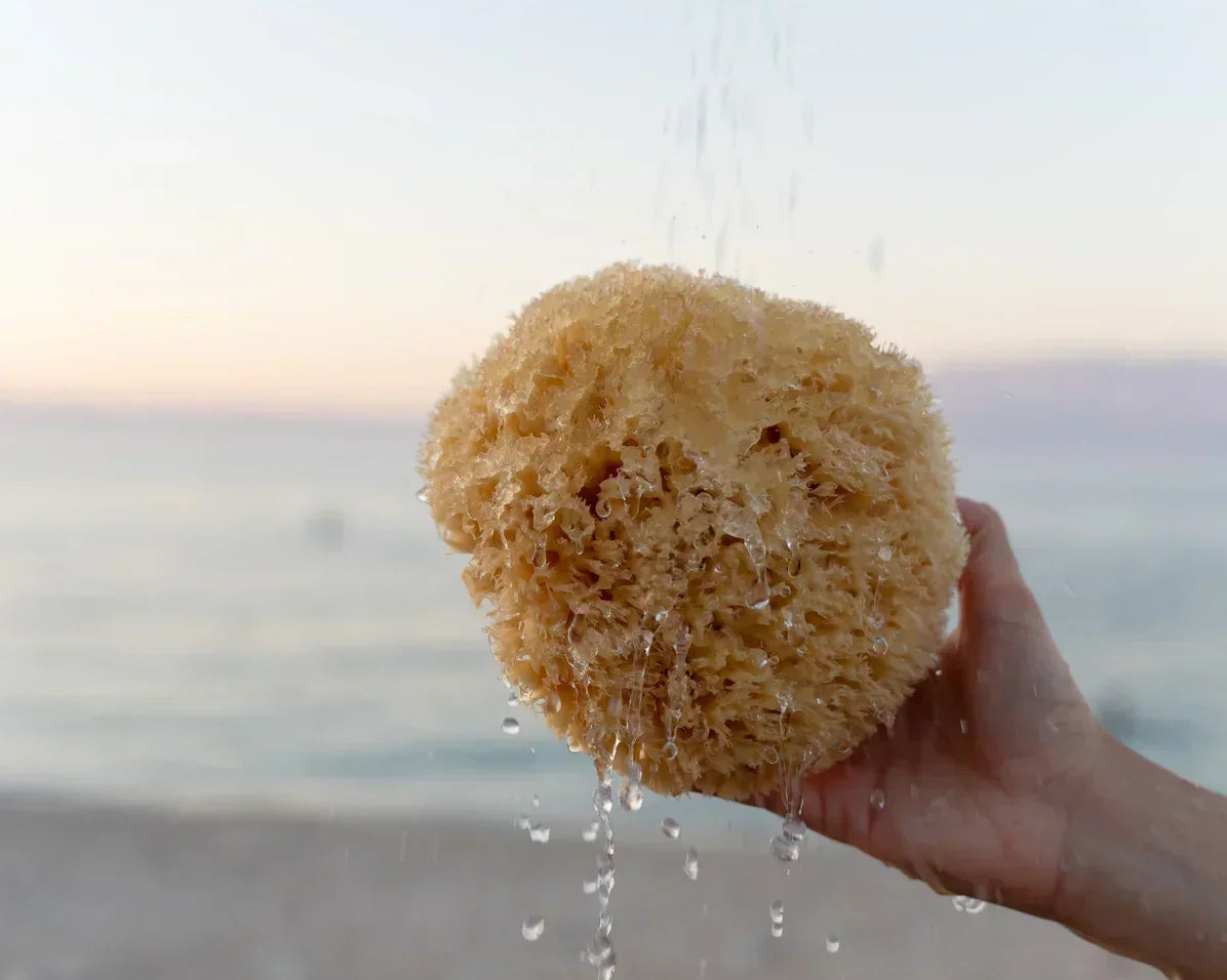 The Timeless Charm of Natural Sea Sponges - History, Benefits & Sustainability