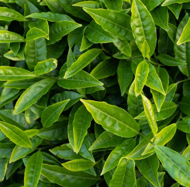 Spring Awakening - From Tea Harvests to Skin Care Rituals