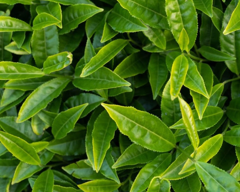 Spring Awakening - From Tea Harvests to Skin Care Rituals