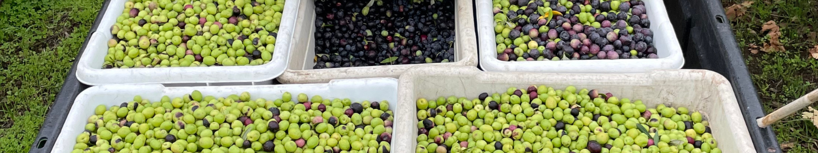 Local Olive Oil - A Staple Ingredient