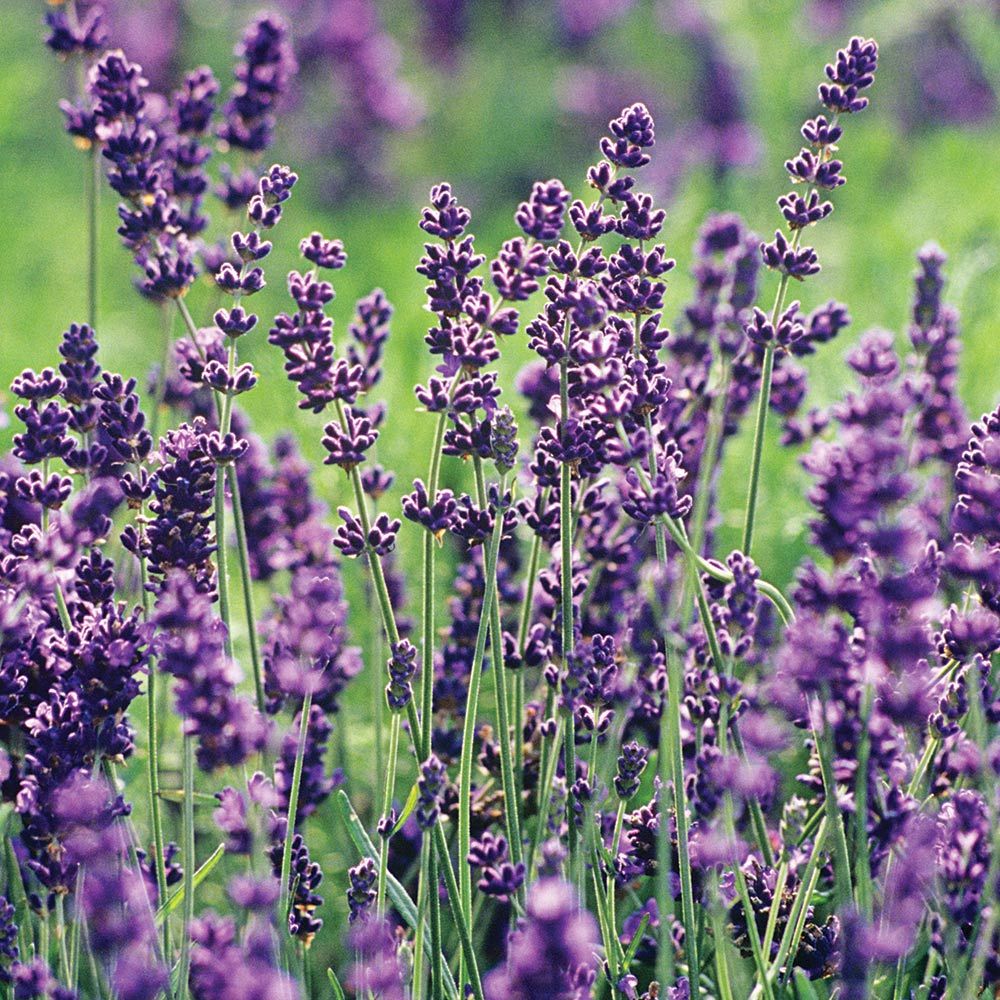 Lavender Essential Oil