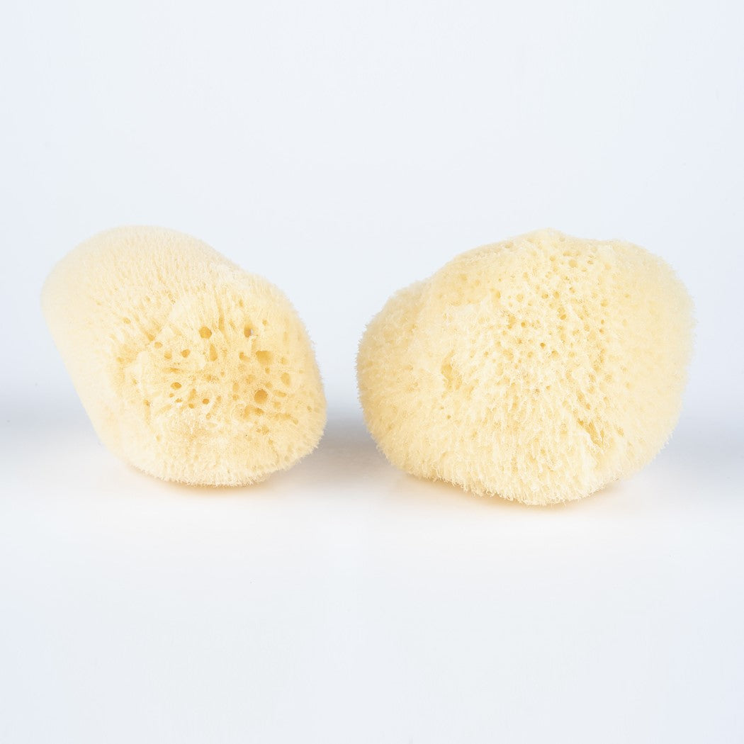Two natural sponges on a light gray background
