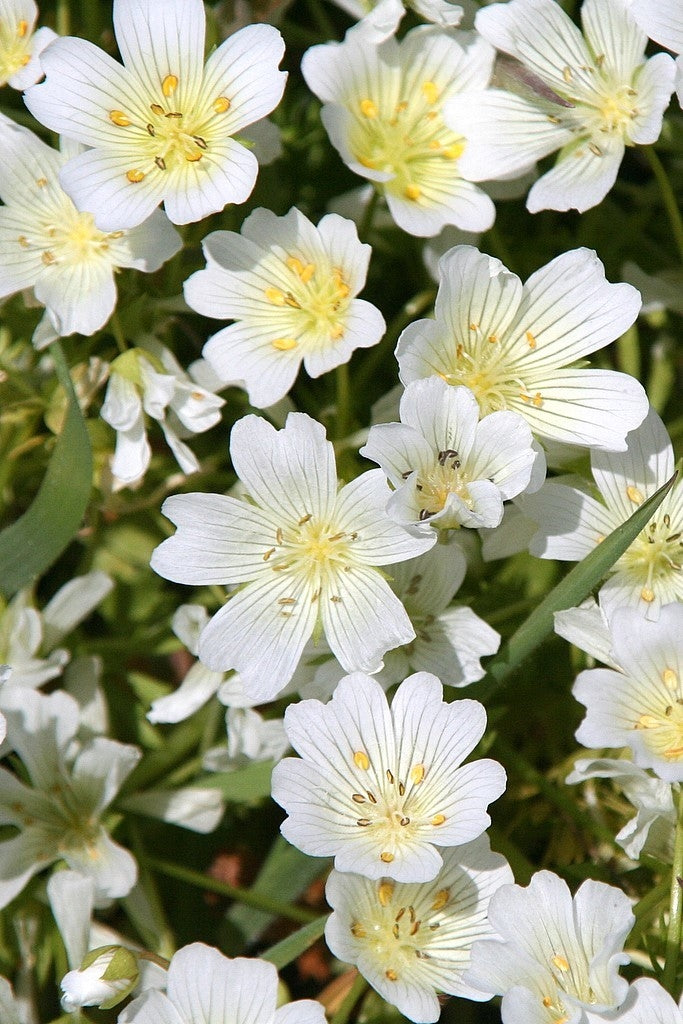 Meadowfoam Oil