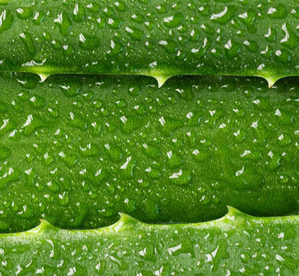 Aloe Vera
