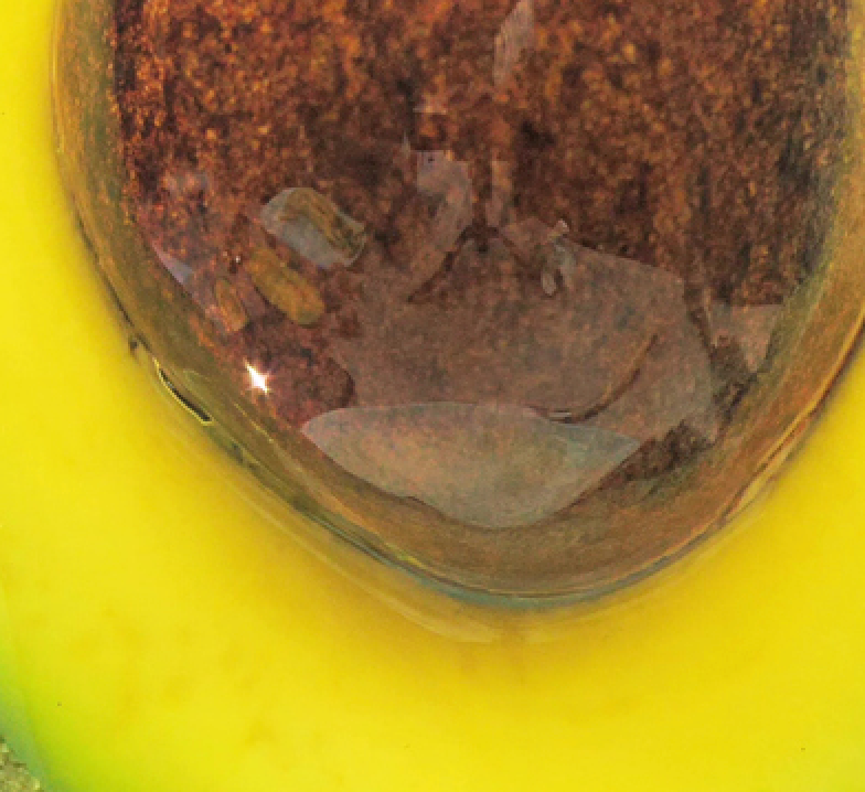 Avocado Oil
