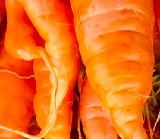 Carrot Seed Oil