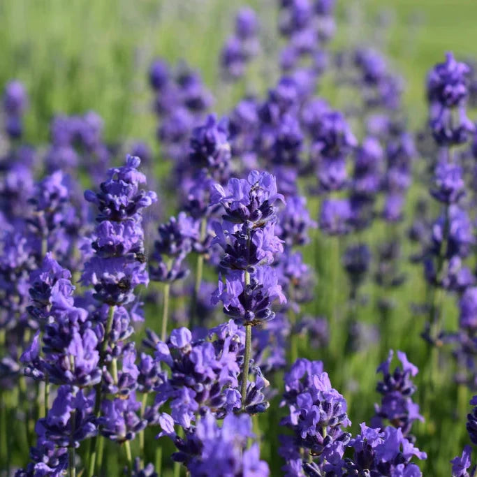 Lavandin Essential Oil