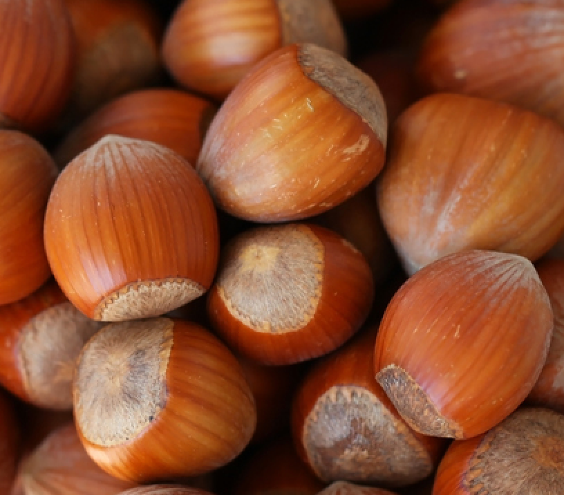 Hazelnut Oil