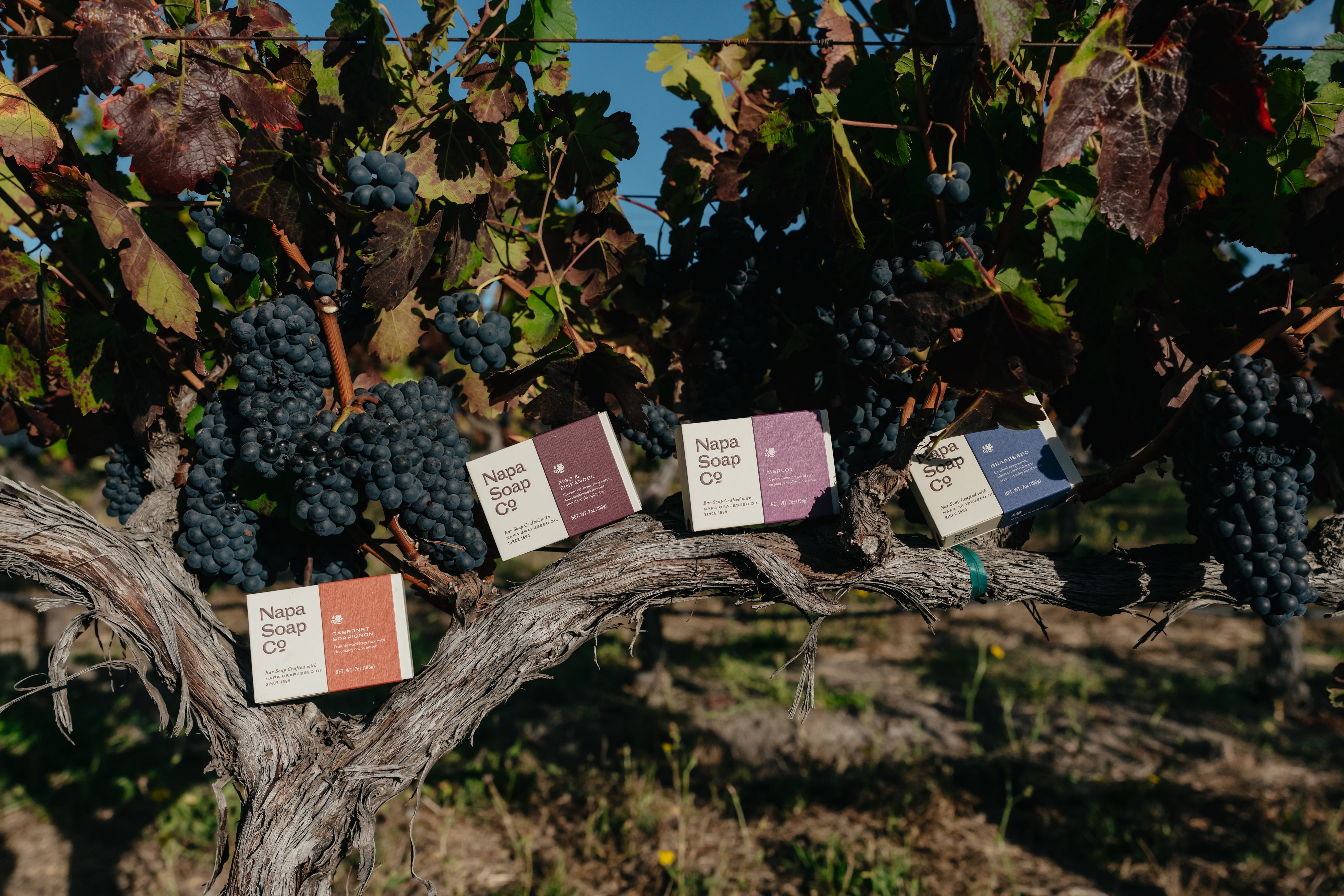 NapsSoapCo-Harvest26-01928.jpg
