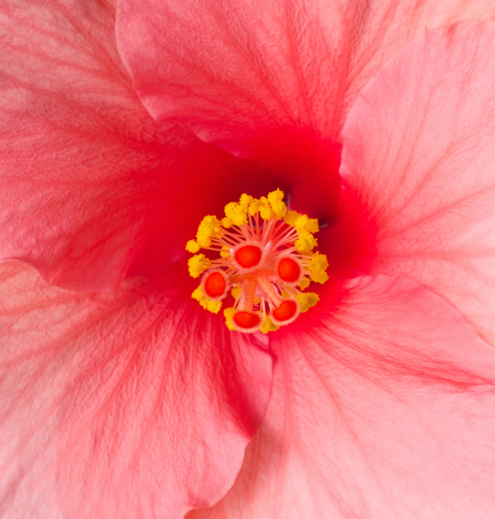 Organic Hibiscus Flowers