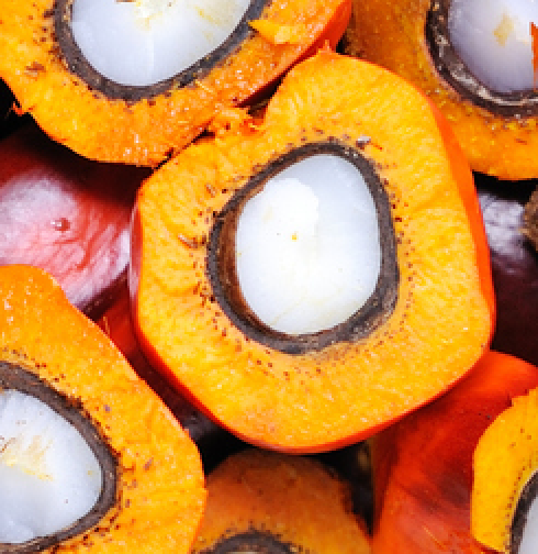 Palm Oil