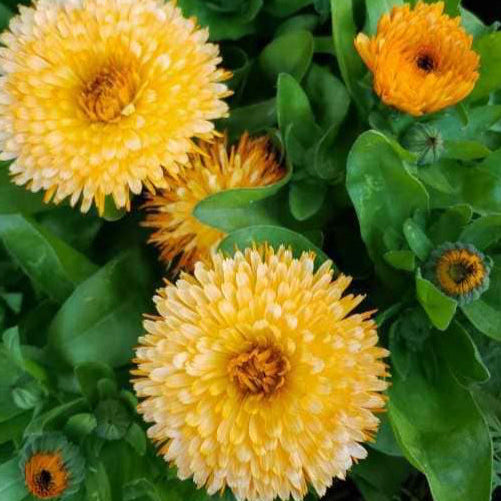 Organic Calendula Flowers