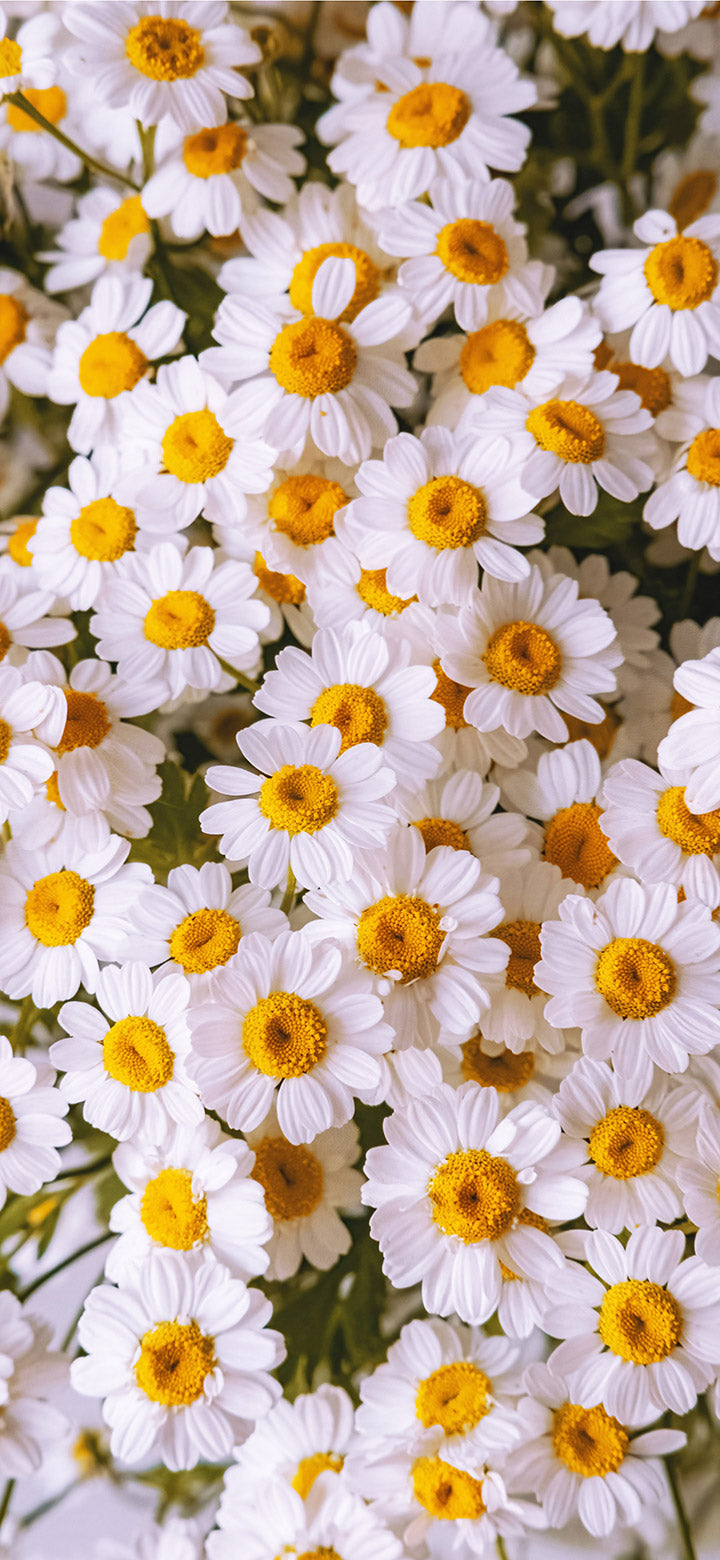 Chamomile Flowers