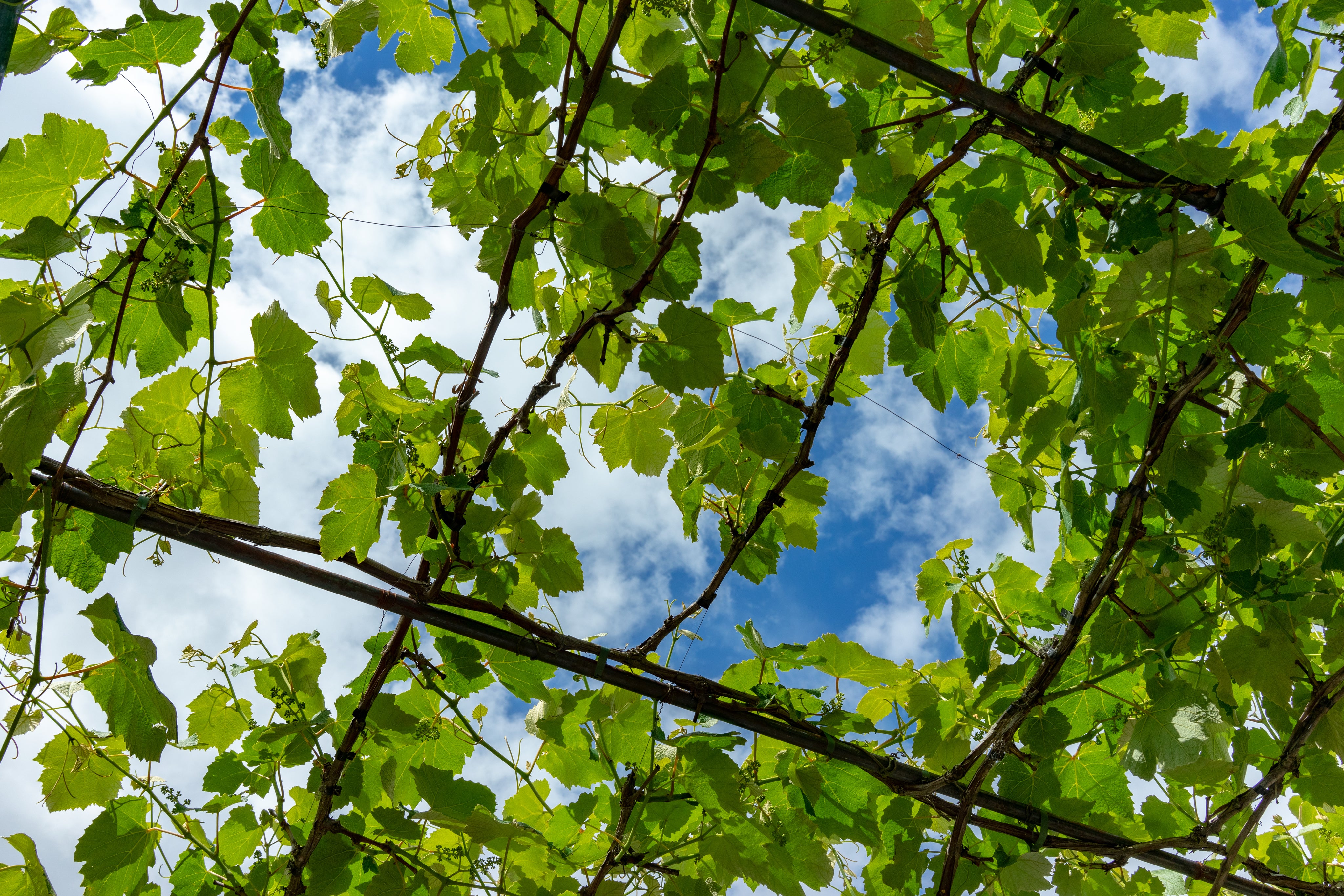 cloudy-blue-sky-through-bright-green-leaves.jpg
