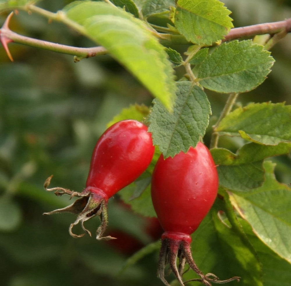 Rosehip Oil
