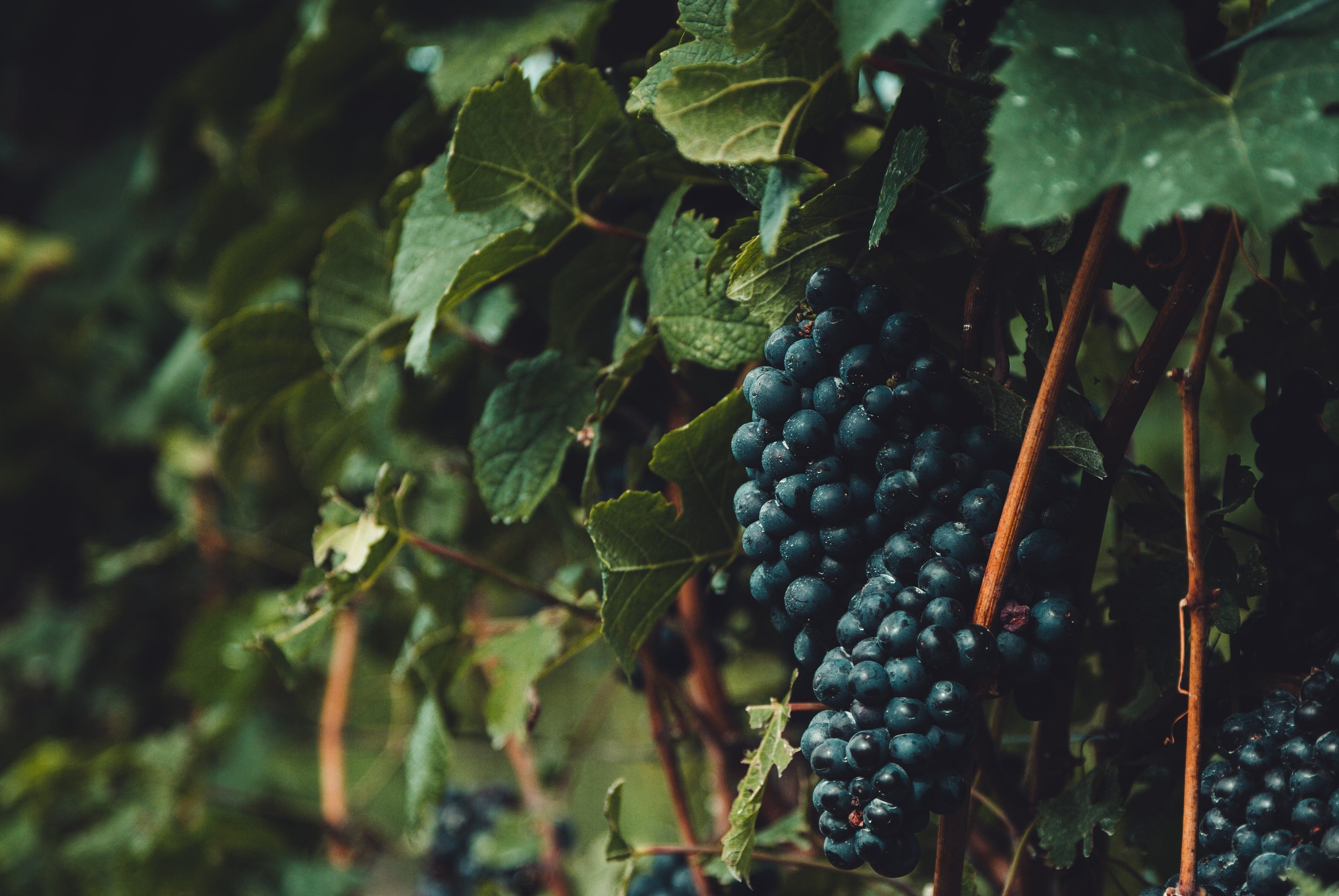 grapes-on-the-vine.jpg