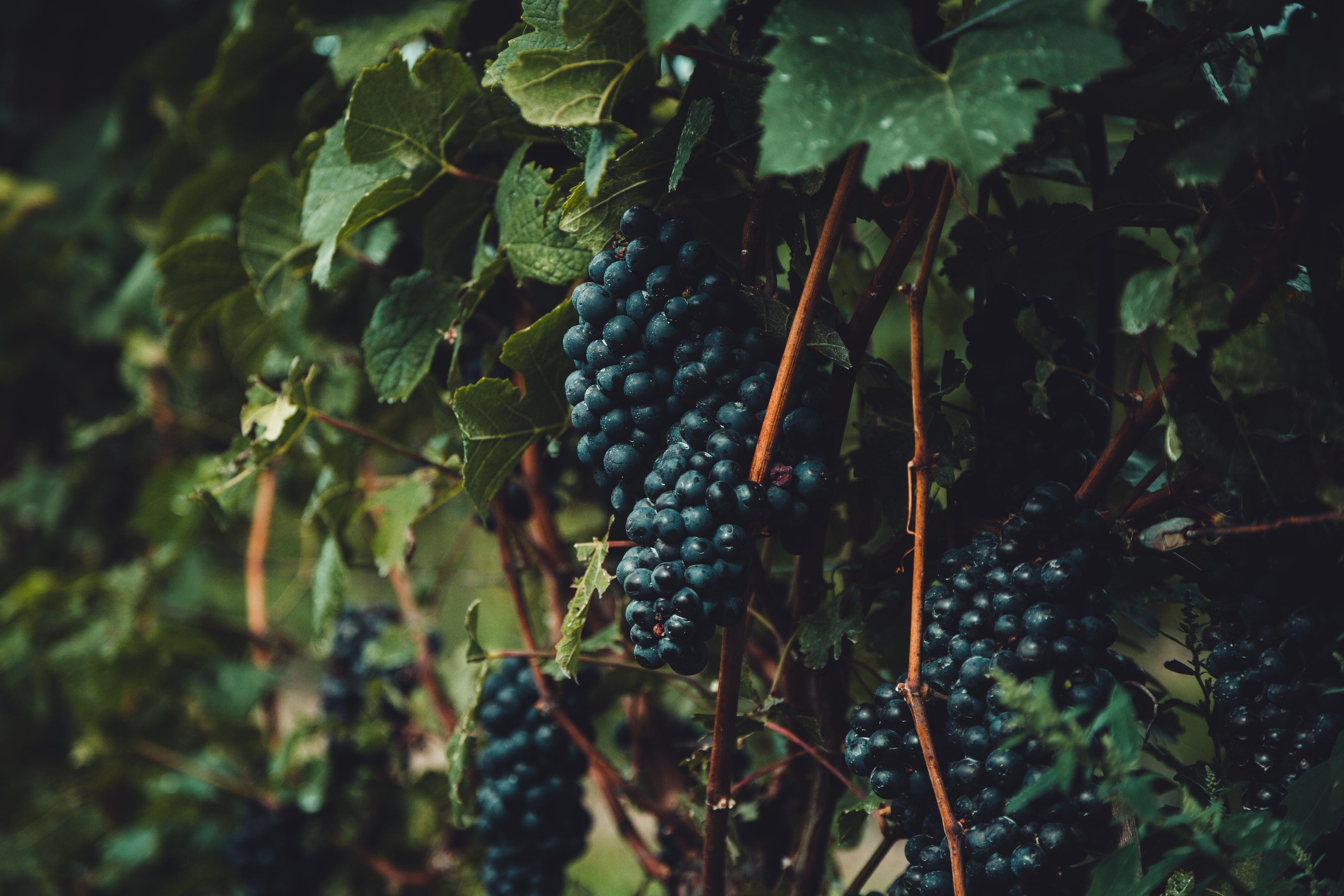 grapes-on-the-vine.jpg
