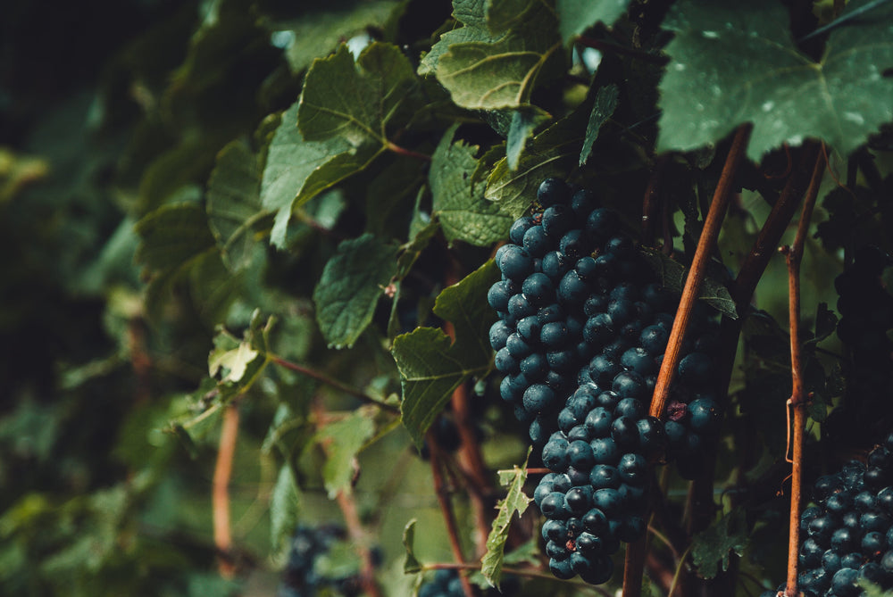 Cold-Pressed Grapeseed Oil from Napa Valley