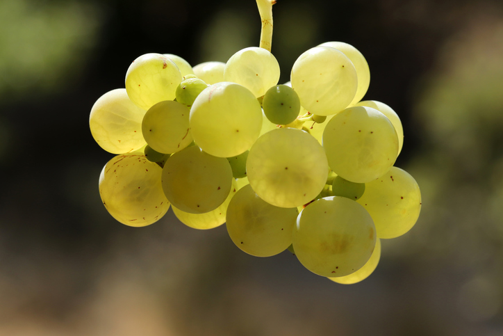 Napa Grapeseed Oil
