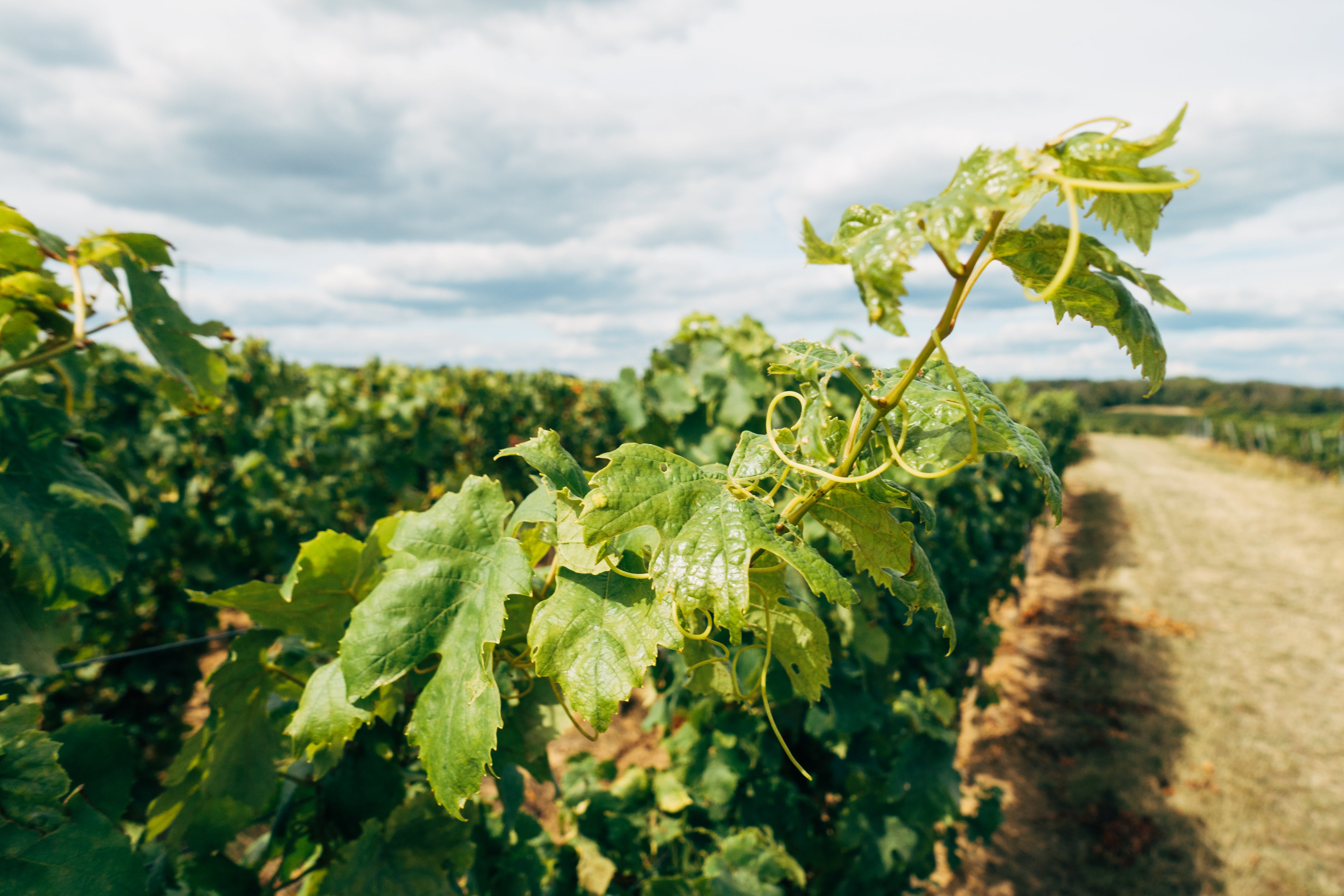 grapevine-reaches-out-to-the-sun.jpg
