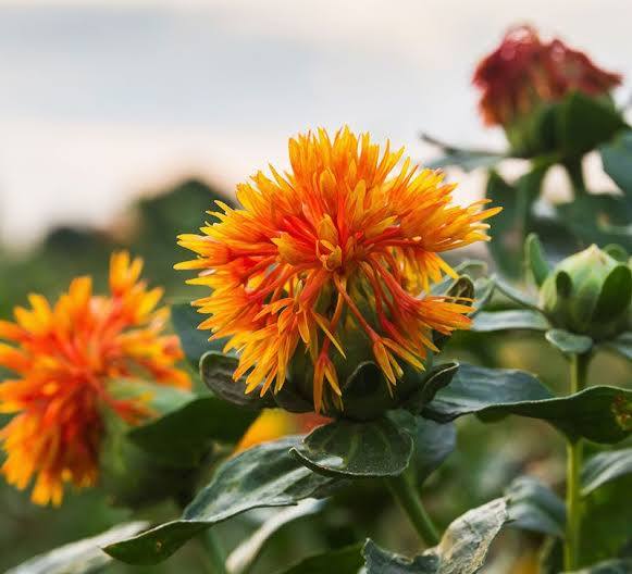 Safflower Oil