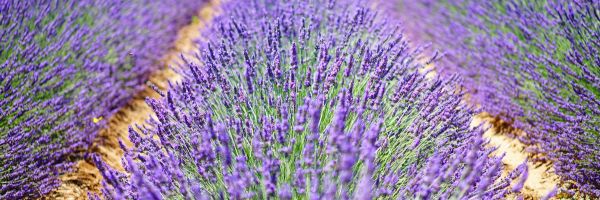 lavenderfield.jpg