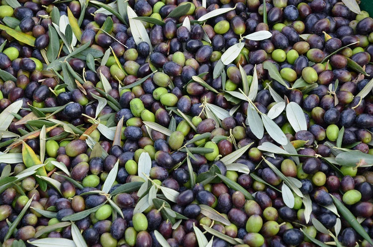 olive_harvesting_sonoma_jpg.webp