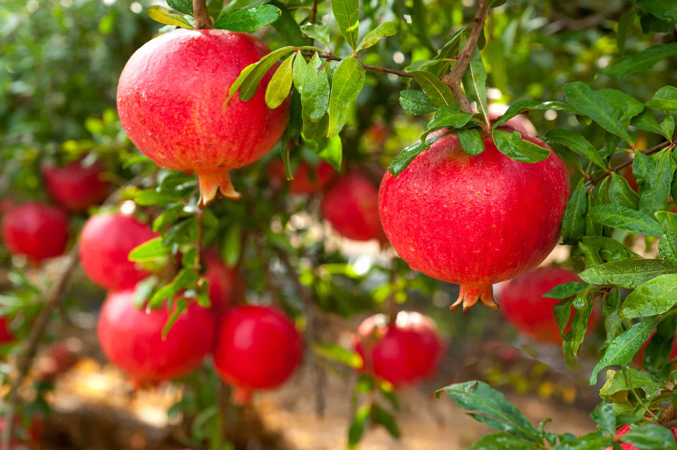 pomogranatesgrowing.jpg