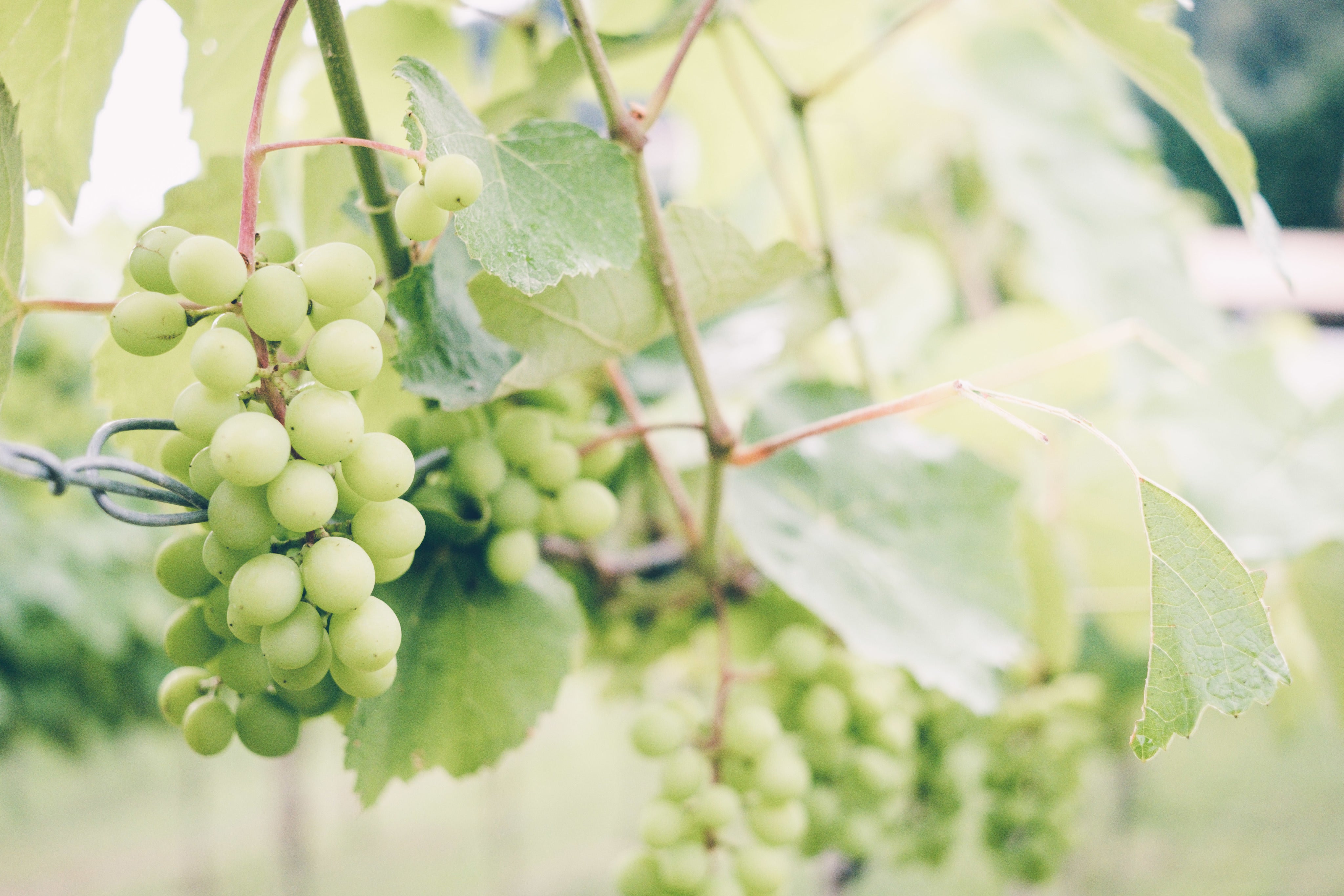 ripe-green-grapes-on-the-sunny-vine.jpg