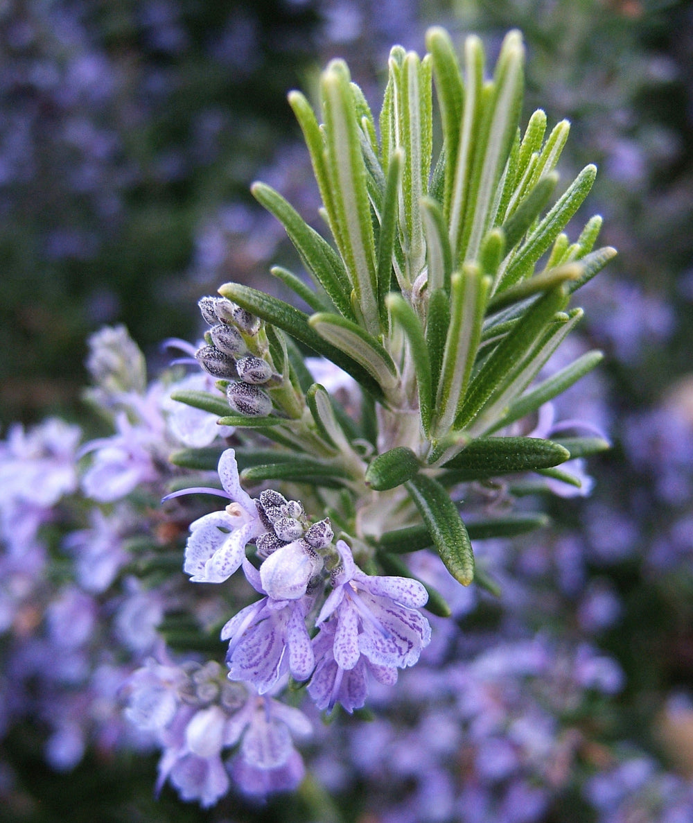 Organic Rosemary Extract