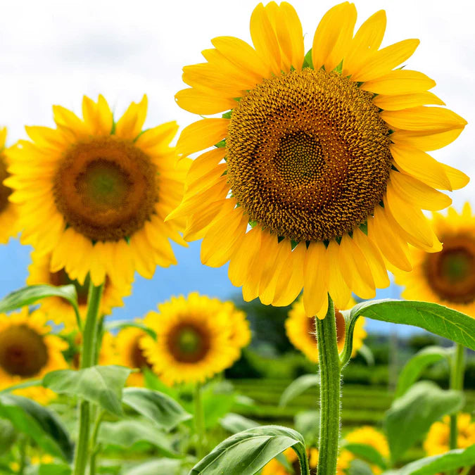 Sunflower Oil